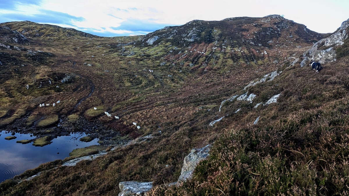 Moorland scene, heather in the foreground, sheep walking past a loch on the left, and in the distance the distinct lines of old traditional cultivation beds that were used for planting