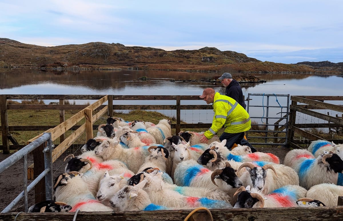 Sheep with coloured markings in a pen, with two men catching them, and a loch in the background