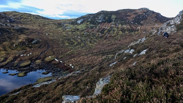 Moorland scene, heather in the foreground, sheep walking past a loch on the left, and in the distance the distinct lines of old traditional cultivation beds that were used for planting
